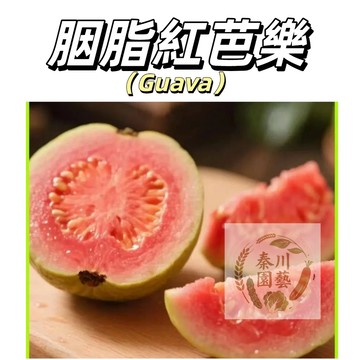台灣現貨（胭脂紅芭樂種子BL-5）香味襲人、甜滑如蜜，肉質柔軟無渣，口感醇厚，帶有獨特的果蜜甜香~@水果種子