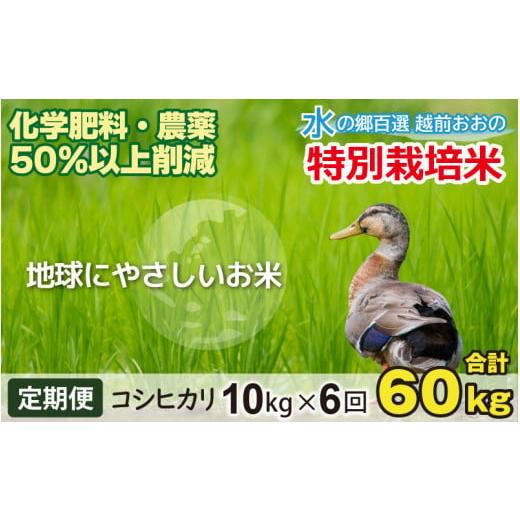 ふるさと納税 福井県 大野市 こしひかり 10kg × 6回 計 60kg減農薬・減化学肥料 「特別栽培米」−地球にやさしい…