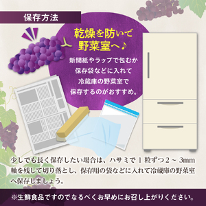  ぶどう スチューベン 4.5kg 大きさ 不揃い 家庭用 青森