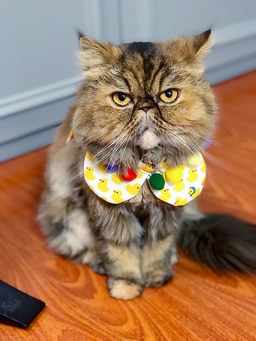 手作黃色小鴨花花項圈 *四葉草* 貓狗領帶