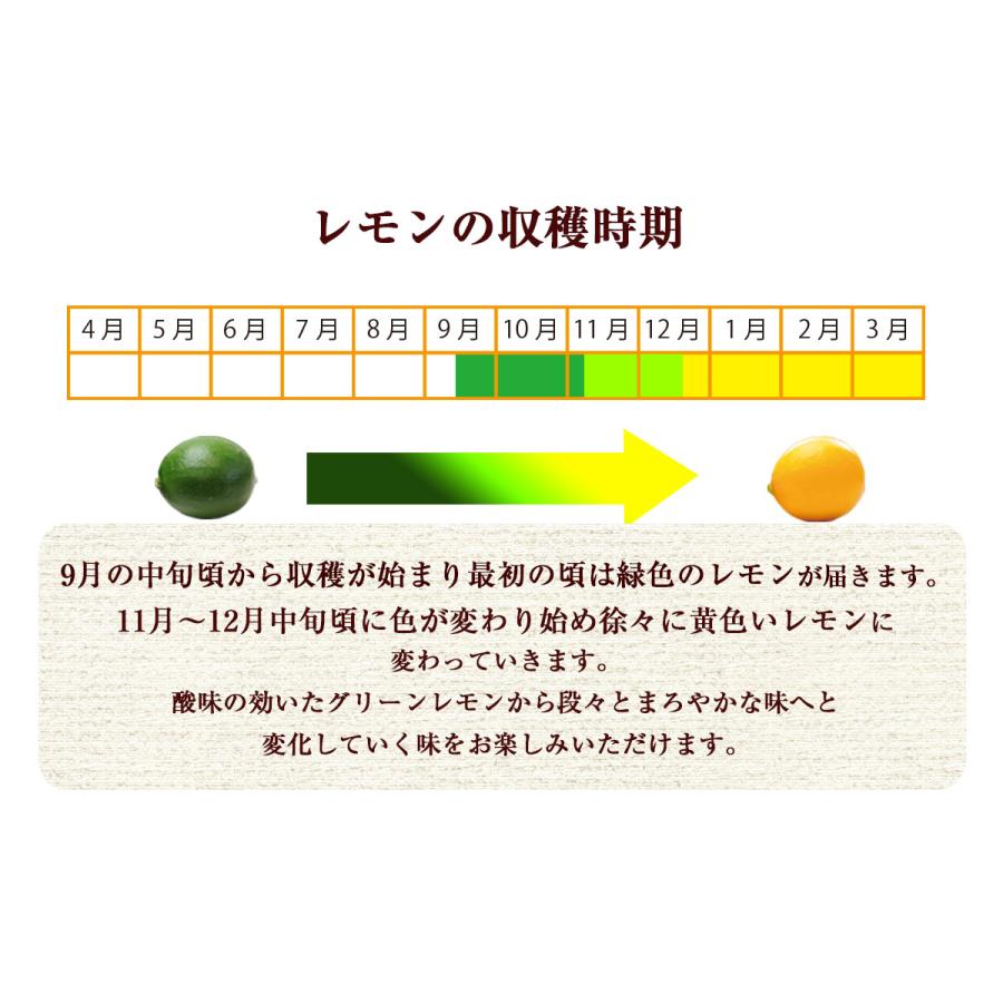 レモン 国産レモン 500g 佐賀県産 訳あり 特別栽培農産物 防腐剤防かび剤不使用 ゲルソン療法にも最適