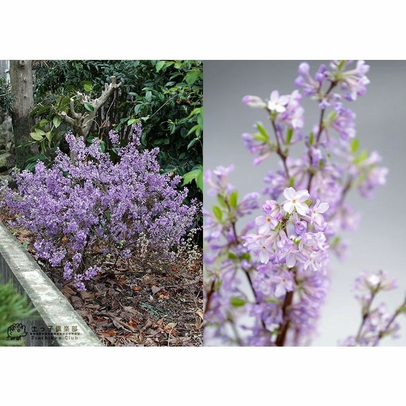 長寿桜 ( チョウジュザクラ ) 4号鉢植え | LINEブランドカタログ 長寿桜 ( チョウジュザクラ ) 4号鉢植え | LINEブランドカタログ