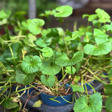 雷公根／積雪草【大里種苗】3吋│可食香草│好照顧│盆栽植物│草本植物