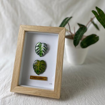 觀葉琺瑯相框_白斑與黃斑龜背芋