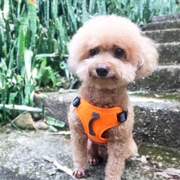 URBAN HARNESS (EASY FIT) 寵物包覆式簡易胸背帶 橘