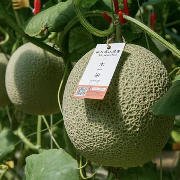 2026新年禮盒 日系洋香瓜的翹楚 大原山農場 免運