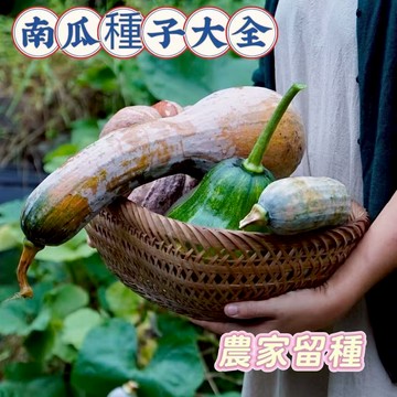 現貨💥 南瓜種子大全（50粒）奶油南瓜 果蔬種子貝貝南瓜 蜜本南瓜 巨型南瓜 蔬菜種子 香甜軟糯 四季播種 陽台庭院種植