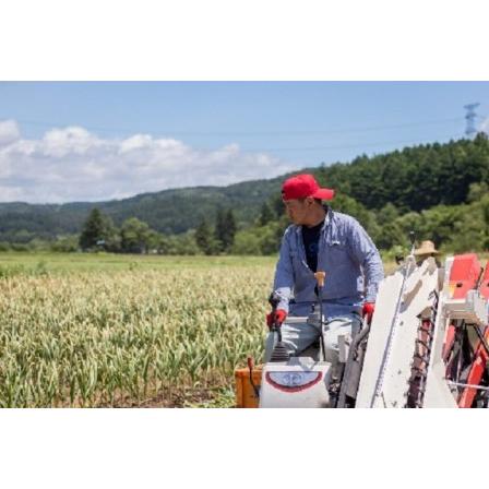 ふるさと納税 丸美農園 田子産にんにく家庭用2Lサイズ 10個 青森県田子町