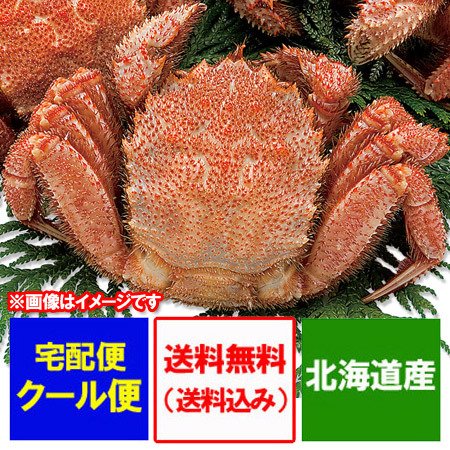 北海道 毛ガニ 送料無料 浜茹で けがに ボイル 毛がに 北海道産 毛蟹 けがに 1尾 360g 魚介類 海産物 カニ 毛ガニ