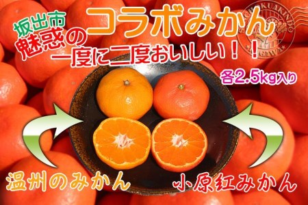 小原紅早生  完熟温州 セット 約5kg 小原紅早生みかん約2.5kg  完熟温州みかん約2.5kg S ～ Lサイズ ｜ みかん