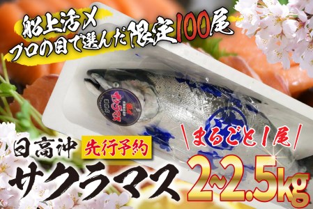 ＜2024年5月から順次発送＞ 北海道産 サクラマス 2～2.5kg まるごと 1尾 ＜ 予約商品 ＞