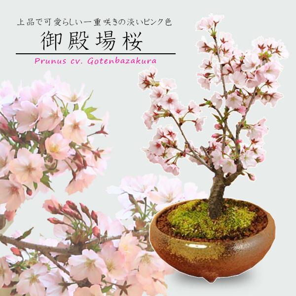 人気桜盆栽：御殿場桜(瀬戸焼三彩鉢)* (2023年開花終了) bonsai 通販