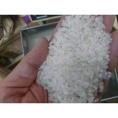 新潟県長岡産　新之助　減農薬米　白米または玄米　10kg　送料無料　※北海道、沖縄はプラス送料かかります。