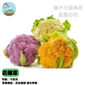 花椰菜種子 青花菜種子 青花椰種子 家庭有機蔬菜 DIY自種陽台盆栽 秋冬播種 營養健康 家庭農場種植 好栽種 鮮採食材