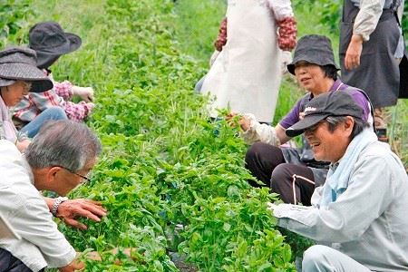 京都・丹波竹野産やさいおいる（３本セット）＋京丹波町竹野産乾燥野菜３種の詰め合わせ [015KM001]