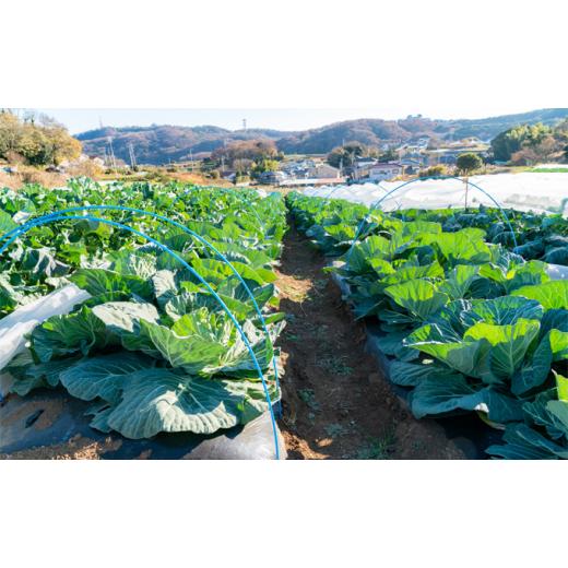 ふるさと納税 神奈川県 平塚市 いかすの有機野菜10袋