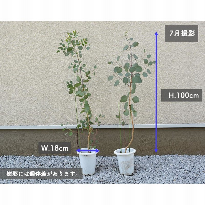 ユーカリ ポポラス 約100cm 植木 庭木 苗 観葉植物 シンボルツリー オージー ネイティブプランツ おしゃれ かわいい 玄関 目隠し 庭植え  鉢植え | LINEブランドカタログ