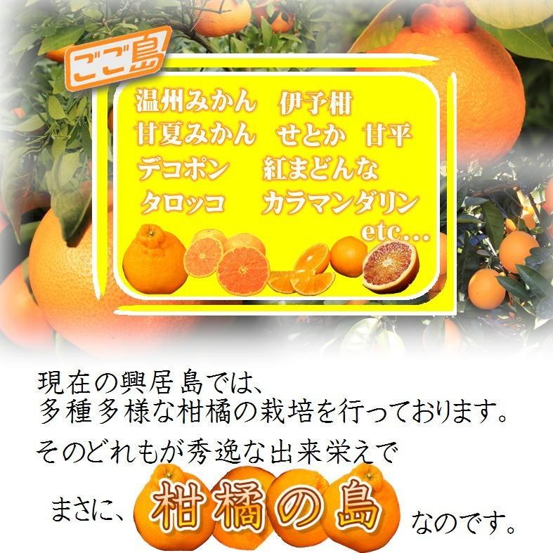 家庭用 興居島みかん 約10ｋｇ北海道・沖縄別途送料1000円