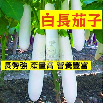 🌱高產早熟 白長茄子種子 高水分 低熱量 易種植 營養豐富 抗病 高產 種子 農家庭院種植 蔬菜種子