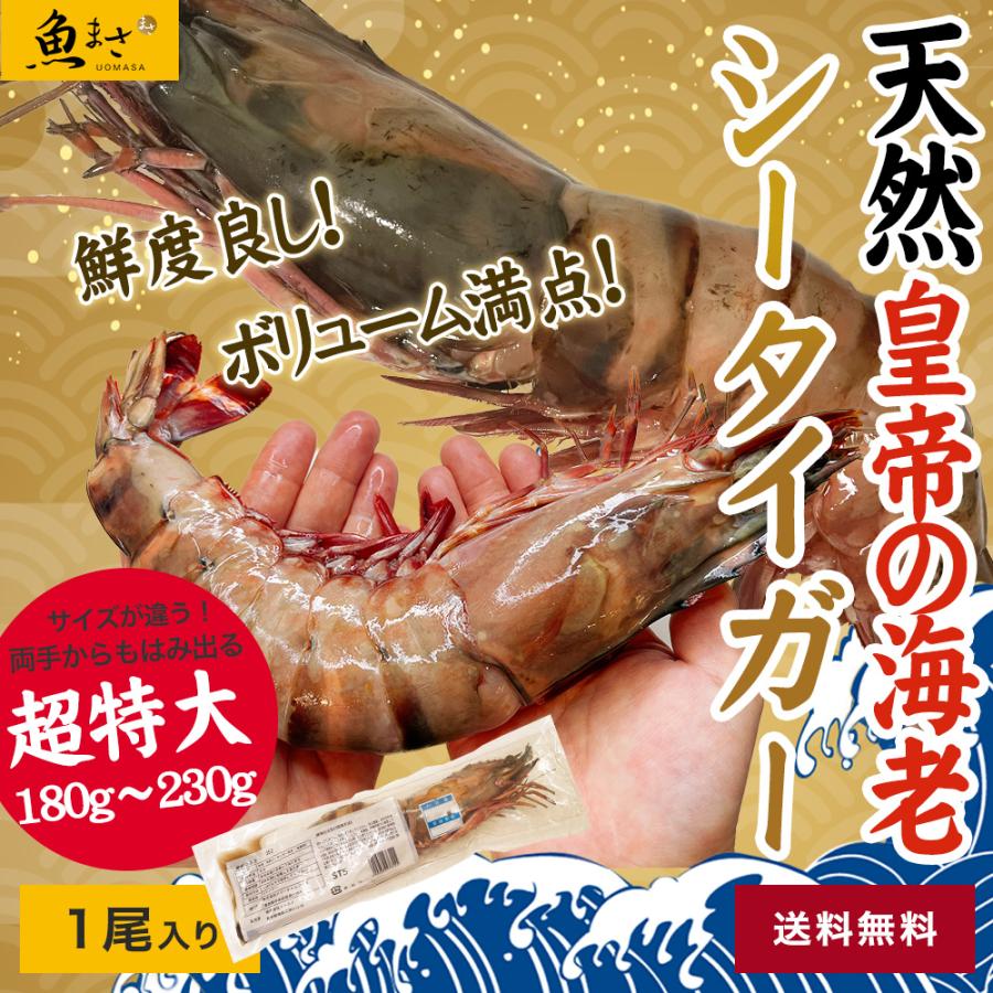 皇帝の海老（天然シータイガー） エビ 1尾｜特大｜ジャンボ海老｜ビッグ｜皇帝の海老｜BBQ｜最大｜海老｜有頭海老｜最大｜海鮮｜お祝い｜ギフト