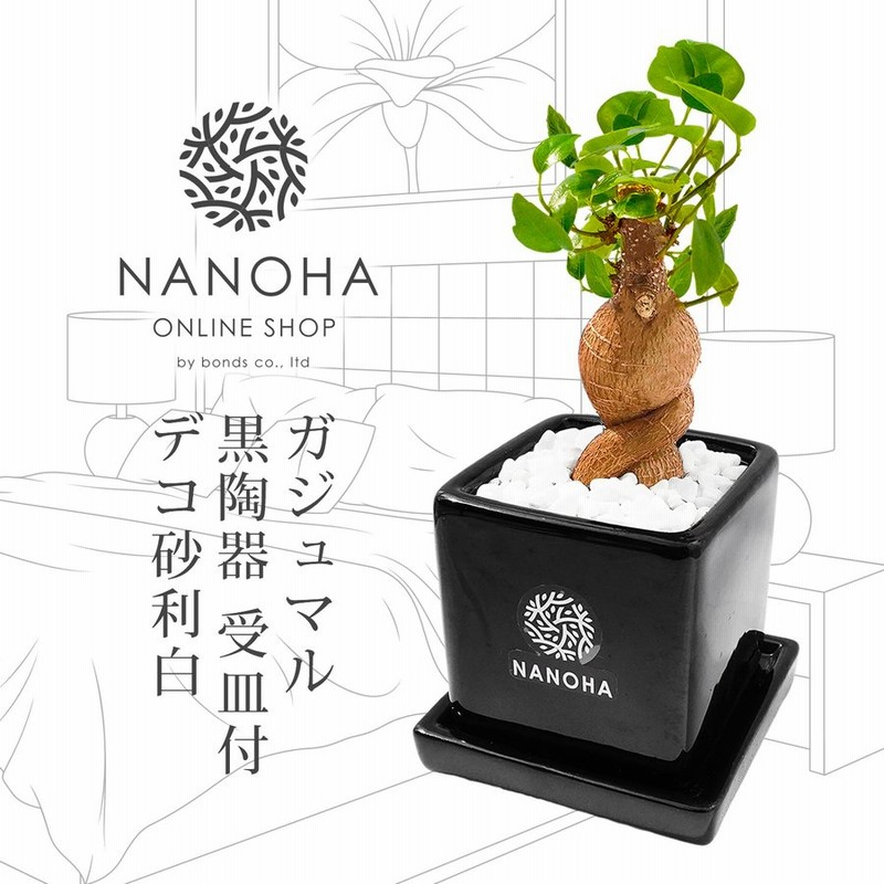 ガジュマル 黒陶器 受皿付き 栄養たっぷりの土を使用 白デコ砂利 化粧石 観葉植物 おしゃれ 清潔感 本物 インテリア がじゅまる 多幸の木 通販 Lineポイント最大0 5 Get Lineショッピング