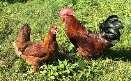 卵 神代の味の再現 奥美濃古地鶏の卵 鶏卵 たまご