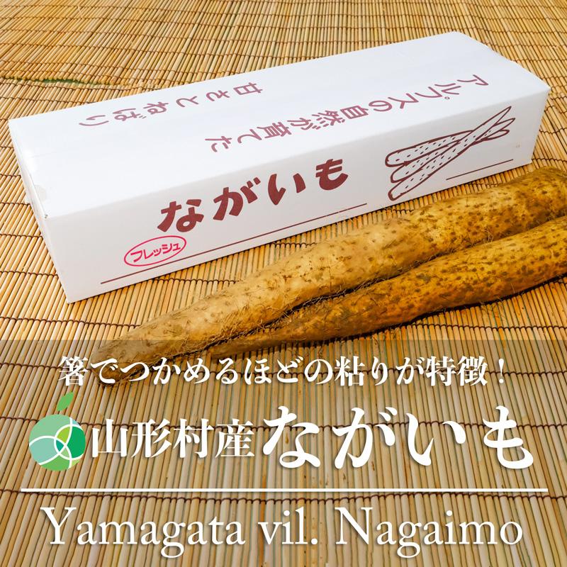 山形村産ながいも　長芋　やまいも　2-3L　約10Kg　長野県山形村産　お歳暮　御歳暮　ギフト