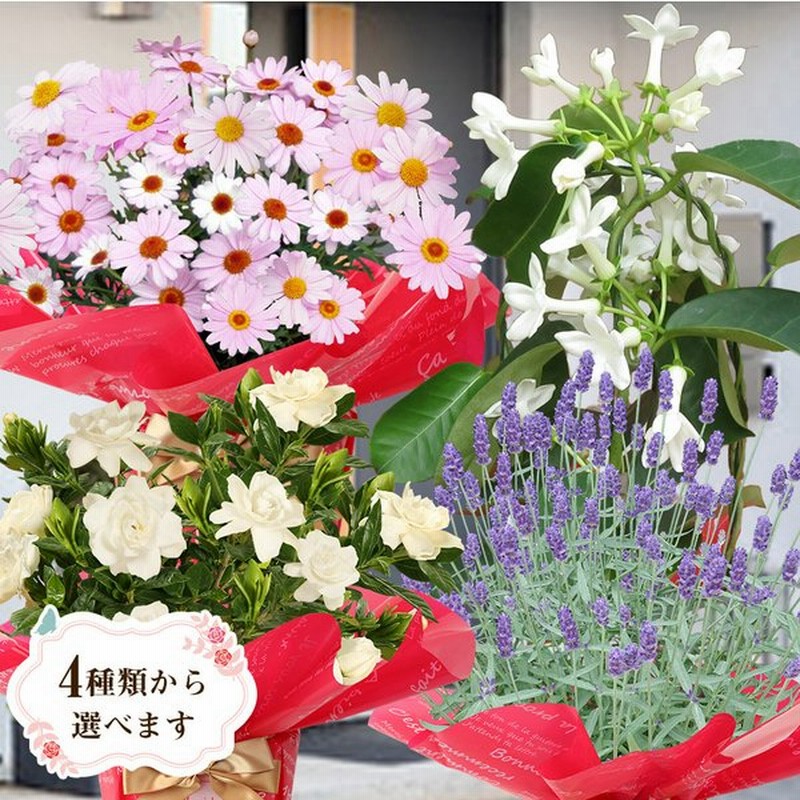 母の日 22 花鉢 鉢植え 花 プレゼント ギフト おしゃれ 60代 70代 80代 選べるカリブラコア カーネーション以外 通販 Lineポイント最大0 5 Get Lineショッピング