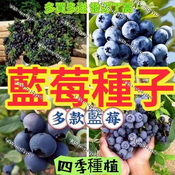 現貨🌱藍莓種子 （1000粒）熱銷 十二款藍莓種子 樹莓種子 個大超甜藍莓  小院陽台種植 seed 盆栽藍莓薄霧藍莓