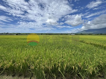 新城鄉天佑段正民有四街方方正正919坪3分農地｜花蓮縣新城鄉天佑段