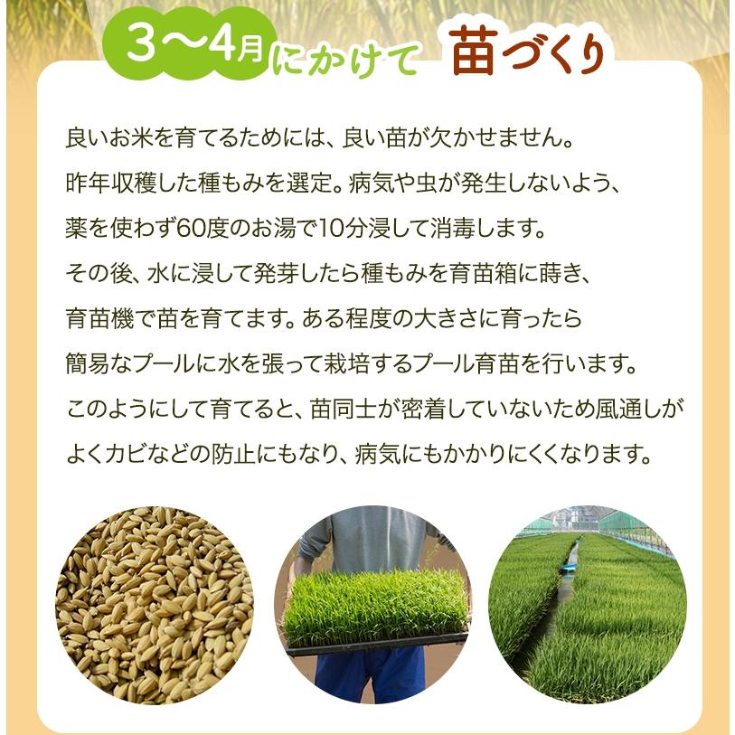 無農薬 米 玄米 10kg(5kg×2）新米入荷 無農薬 コシヒカリ 特選 令和5年福井県産 送料無料 無農薬・無化学肥料栽培