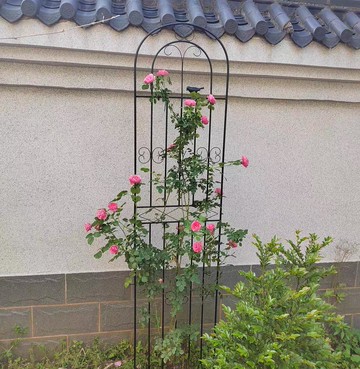 爬藤花架 攀爬架 花架 定做花架爬藤架薔薇月季種植柵欄戶外花架支撐桿鐵藝植物攀爬架『XY39367』
