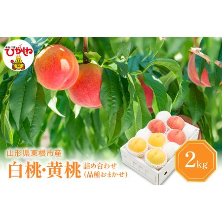 ふるさと納税 白桃＆黄桃 詰め合わせ (品種おまかせ) 2kg (5〜9玉) 東根農産センター提供 山形県東根市