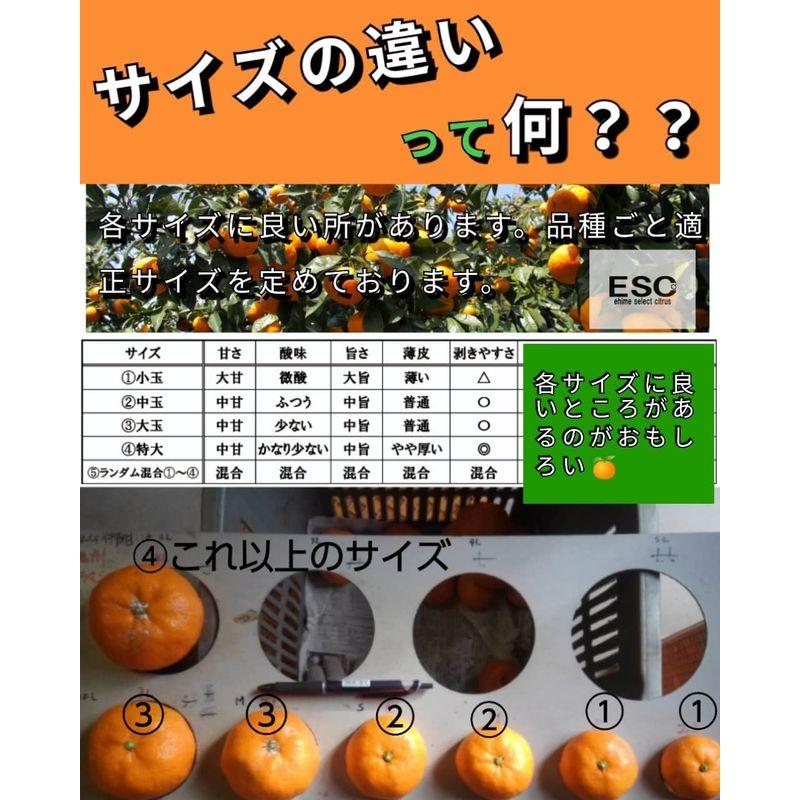 ESC 愛媛県産グリーンレモン秀品L.・M混合中玉2.5ｋｇノーワックス・防腐剤不使用
