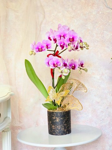 寶貝粉蝴蝶蘭植栽【限店面自取/雙北專送】新年送禮 新居落成