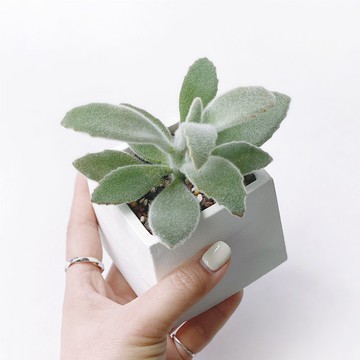 (預購) 白灰漸層系列 | 無星兔耳 方形水泥多肉植栽