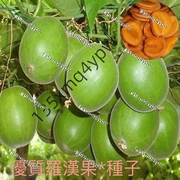 台灣現貨 羅漢果種子（50粒）四季種植 爬滿架羅漢果種子 陽臺室外盆栽爬藤水果種子 可留種 多年生