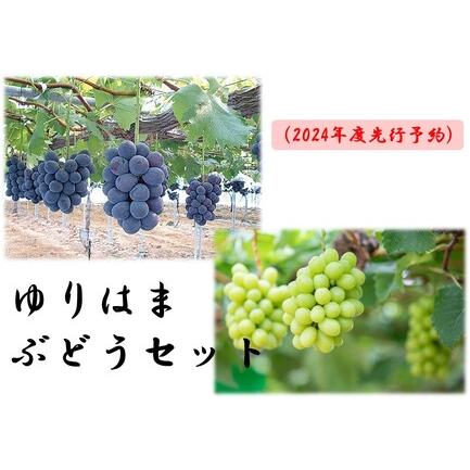 ふるさと納税 20KH.ゆりはまぶどうセット(2024年度先行予約) 鳥取県湯梨浜町