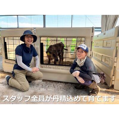 ふるさと納税 松阪牛の品評会で最優秀賞受賞歴のある 加藤牧場の黒毛和牛 ロース・肩ロース　500g 三重県四日市市