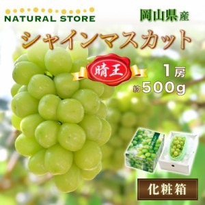 [最短順次発送]  シャインマスカット 晴王 1房 約 500g 岡山県産 はれおう マスカット 大粒 果実 夏ギフト 暑中見舞い 夏ギフト お中元