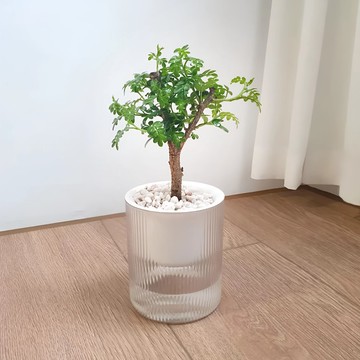 胡椒木吸水盆栽 療癒清香小樹