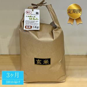 ふるさと納税 志村屋米穀店 令和5年産新米小田原市産　はるみ(玄米) 　新米　5kg　＜出荷時期：10月中旬より順次出荷開始＞.. 神奈川県小田原市