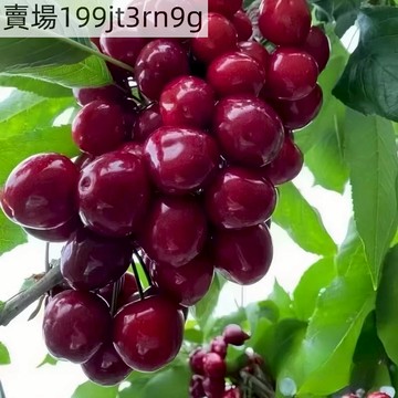 現貨🍒美早Meizao櫻桃（50粒）2025年新種 多年生車厘子種子 果個大 肉肥皮厚，肉質脆多汁 高產型 盆栽種籽