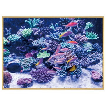 Boluo 菠蘿選畫所 海底世界魚群掛畫 (40 x 30cm) 海洋風裝飾畫  木色