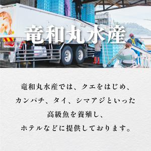 ふるさと納税 期間限定 天然 伊勢海老 1kg 活伊勢海老 厳選 産地直送  徳島県海陽町