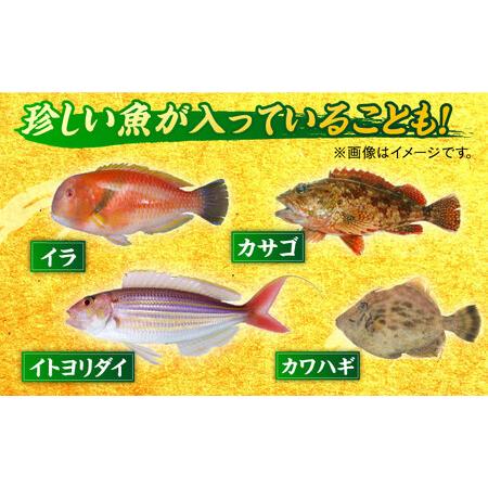 ふるさと納税 朝獲れ！平戸地魚詰合せ定期便[KAA304]  長崎 平戸 魚介類 魚 鮮魚 内臓処理 下処理 旬魚 .. 長崎県平戸市