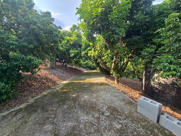 太平黃竹～有景觀有收成的黃金果園釋出了｜台中市太平區淨德段