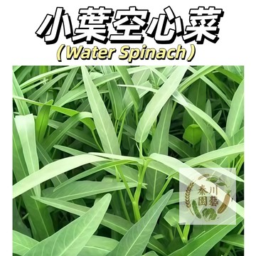 現貨（小葉空心菜種子KXC-3）四季空心菜種子 小葉空心菜大葉竹葉盆栽柳葉空心菜籽青梗可水培@食用蔬菜種子