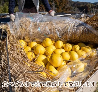 文旦 10kg 秀品 3L･4L サイズ混合 2024年 2月 中旬から発送 みかん 柑橘 高知県 須崎市 文旦 みかん 柑橘 土佐文旦 ぶんたん