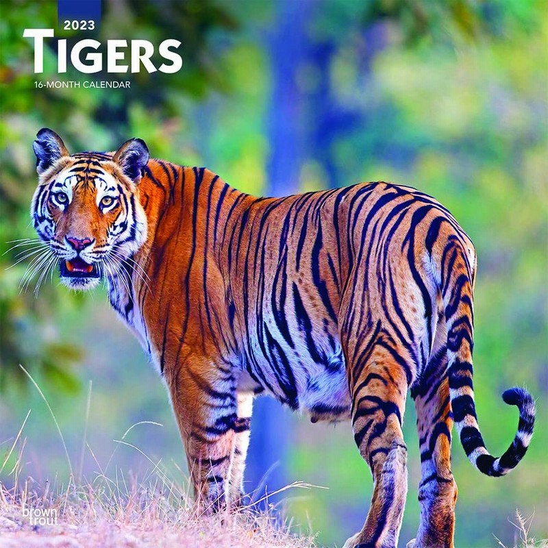 タイガー トラ 虎 レギュラーサイズ 壁掛け カレンダー 23年 令和5年 動物 暦 ペットカレンダー Tiger 動物カレンダー 通販 Lineポイント最大0 5 Get Lineショッピング